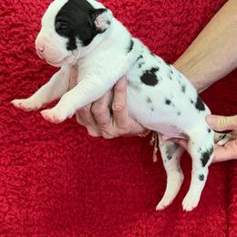 Harlequin boy 2 - Harlequin male Great Dane puppy in Westville, Florida from Boulder View Danes