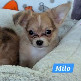 Milo - Fawn and white male Chihuahua puppy in Indianapolis, Indiana from London Rouge Chihuahuas