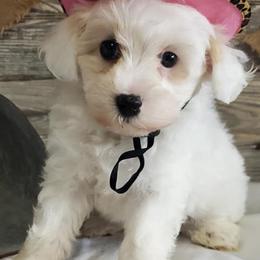 Miniature Schnauzers, Poodles, and Schnoodles from Cedar Glades Canines