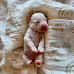 Magnolia girl - Parti female Goldendoodle puppy in Rio Linda, California from Plush Doodles