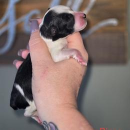 Rizzo - Parti female Miniature Schnauzer puppy in Hickory, North Carolina from Selene's Schnauzers