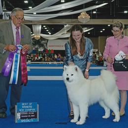 Samoyed Puppies from Velvet Sky Samoyeds (Puppies Due 3/26/22) Accepting applications now