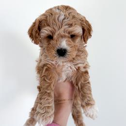 Willow - female Cavapoochon puppy in Morris, Pennsylvania from Heartland Puppies