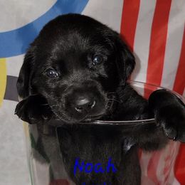 Noah - Labrador Retriever puppy from Patriot Labrador Retrievers