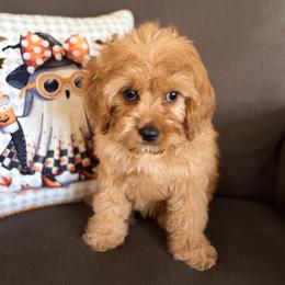 Green Bean - Apricot male Cavapoo puppy in Mc Kinney, Texas from Safari Doodles