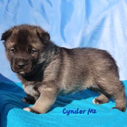 Cynder Male 2 - Agouti and white male Siberian Husky puppy in Hiawassee, Georgia from Chastains Huskies