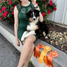 Australian Shepherd Puppies from Paramount Aussies
