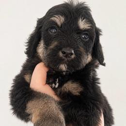 Tiramisu 'misu' - Phantom female Poodle puppy in Grovetown, Georgia from PND Kennel