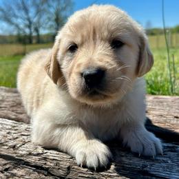 Puddles - Light golden male Golden Retriever puppy in Doniphan, Missouri from Stockford’s Golden Retrievers