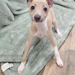 Porky - White and blue fawn male Italian Greyhound puppy in Jacksonville, Alabama from Adornare Kennels