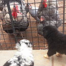 Australian Shepherd Puppies from Winsome Aussies