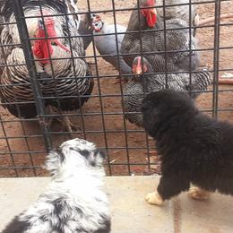 Australian Shepherd Puppies from Winsome Aussies