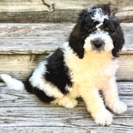 Rodeo - Parti male Saint Berdoodle puppy in New Bern, North Carolina from Southern Doodles of Eastern North Carolina