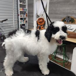 Aussiedoodle Puppies from Ivy & Oak Doodles