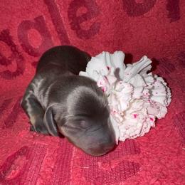 AKC Luna - Gray (blue) and tan female Dachshund puppy in Knoxville, Tennessee from Thea's Puppies