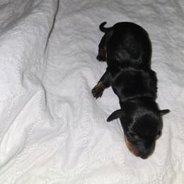 Roscoe is in the bottom - Black male Dachshund puppy in Oklahoma City, Oklahoma from Hamm Weenies  AKC (Dachshunds)
