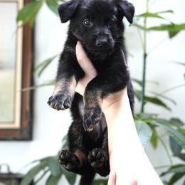 Tank - Bi-color male German Shepherd puppy in Coarsegold, California from Yosemite Shepherds