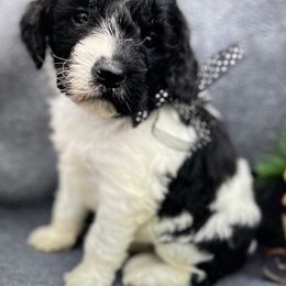 "Jaxson - male" Poodle and Springerdoodle Puppies from Willow Lane Poodles