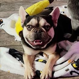 French Bulldog puppies from West Texas Dachshunds LLC
