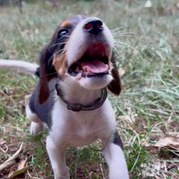 Grey collar - Tri-colored male Treeing Walker Coonhound puppy in Lovelady, Texas from 3 Color Kennel