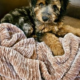 Aussiedoodle and Australian Shepherd Puppies from Autumn's Aussies