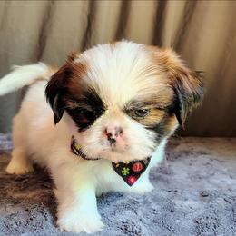 Domino - Tricolor male Shih Tzu puppy in Memphis, Tennessee from Thorntons Fur Crew