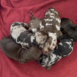 Bozo - Chocolate male Dachshund puppy in Michigan And Florida Locations, Michigan from UP North Dachshunds UPNDLLC