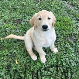 Golden Retriever Puppies from Golden paws of Hope