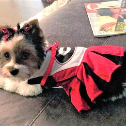 Yorkshire Terrier Puppies from Sweet Creations Yorkies