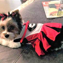 Yorkshire Terrier Puppies from Sweet Creations Yorkies