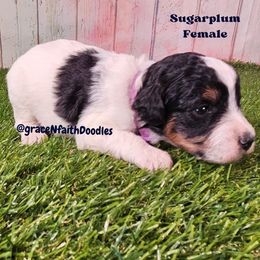 Sugarplum - Parti female Goldendoodle puppy in Peytno, Colorado from Grace N Faith Doodles