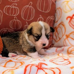 Hufflepuff (puff) - Sable and white female American Corgi puppy in Coupeville, Washington from Whidbey Corgis
