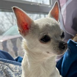 Josie - Chihuahua