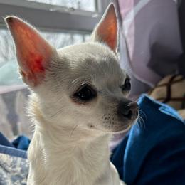Josie - Chihuahua