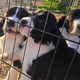 English Springer Spaniel puppies from Karen's English Springer Spaniels