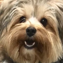 Cisco - Yorkshire Terrier