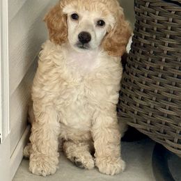 Poodle Puppies from Boon Hill Poodles