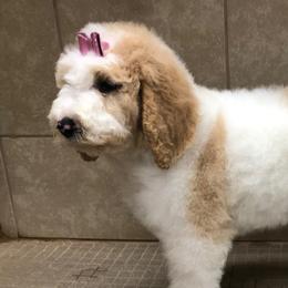 Cavapoos and Maltipoos from North Texas Puppies