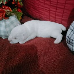 Lisa - White female Miniature Schnauzer puppy in Muskogee, Oklahoma from A&W Miniature Schnauzers