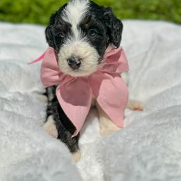 Aussiedoodle and Bernedoodle Puppies from Magnolia Grove Farms