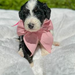 Aussiedoodle and Bernedoodle Puppies from Magnolia Grove Farms