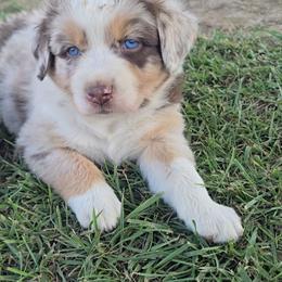 Red Merle Male - Red merle male Australian Shepherd puppy in Crossville, Alabama from Bluff View Aussies
