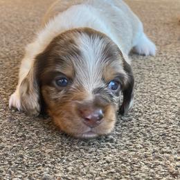Lil Bo 5600 price negotiable - Dapple male Dachshund puppy in Jackson, Tennessee from Cashmere Crown Mini Dachshunds