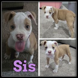 Sis - Fawn and white female Olde English Bulldogge puppy in Wheeler, Michigan from Haase Family Kennels