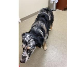 Cher - Australian Shepherd
