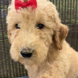 Red collar - Cream female Poodle puppy in Cookeville, Tennessee from The Palks Poodles
