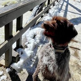 Sage - Wirehaired Pointing Griffon