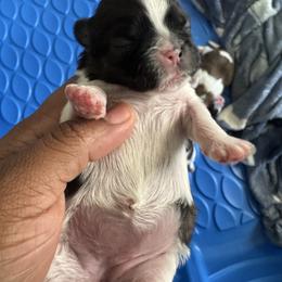 ELSA - Brindle and white female Shih Tzu puppy in Southaven, Mississippi from Fluff and Tuff Shih Tzus
