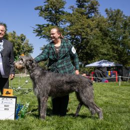 Siofra - Irish Wolfhound