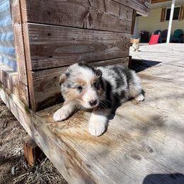 American Corgi and Australian Shepherd Puppies from KC Bar